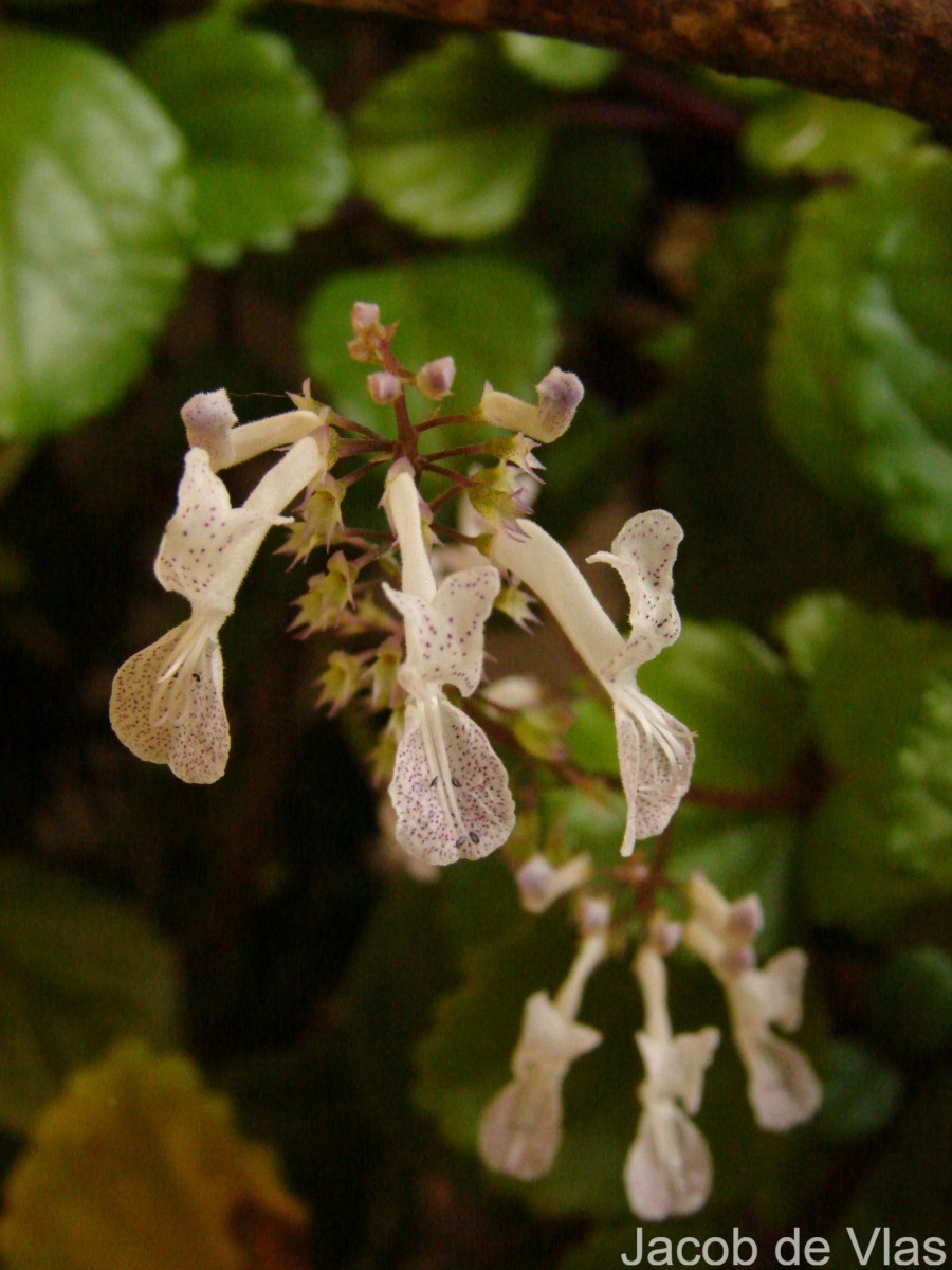 Plectranthus verticillatus (L.f.) Druce